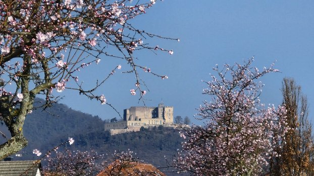 Frühlingserwachen 2026, das Hambacher Schloss und Mandelblüte
